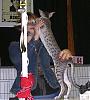 More Cats Than You Can Shake a Stick At..-evo-056-jpg