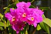 My blooming orchids~-neo_img_dsc04913-jpg