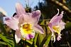 My blooming orchids~-neo_img_dsc04927-jpg