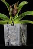 Paph. Sanderianum Blooming Size?-sander-7-jpg