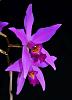 Laelia anceps subsp. anceps-laelia-anceps-2-jpg