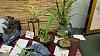 Orchid Society of Greater St Louis Show-pics-020114-008-jpg