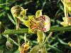 Southern African rescue orchids...I think-photo-12-jpg