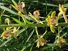 Southern African rescue orchids...I think-photo-9-jpg