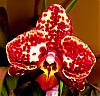 Baby Phal's first flowering!!!!-close-jpg