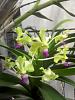 Vanda ustii-img_20140209_122531-jpg