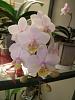 My Favorite NOID-orchids-138-jpg