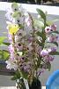 dendrobium nobile hybrids-dendrolovememoryfitz-jpg