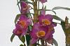 dendrobium nobile hybrids-img_2164-jpg