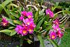 My blooming orchids~-neo_img_dsc04983-jpg