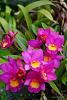 My blooming orchids~-neo_img_dsc04984-jpg