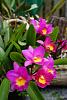 My blooming orchids~-neo_img_dsc04986-jpg