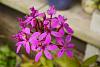 My blooming orchids~-neo_img_dsc04987-jpg