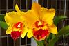 My blooming orchids~-neo_img_dsc04989-jpg