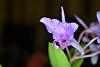 Maybe a Guarianthe skinneri?-dsc_0645s-jpg