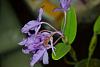 Maybe a Guarianthe skinneri?-dsc_0649s-jpg