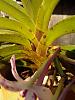 Vandastylis (Neostylis) Pinky 'Starry Night'-img_20140211_153139-jpg