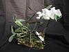 Cattleya dolosa var. alba-cdolosavalba-002_small-jpg