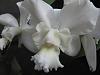 Cattleya dolosa var. alba-cdolosavalba-003_small-jpg