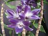 Dendrobium victoriae-reginae-denvictoria-reginae-0040_02_small-jpg