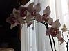 Phal NOID any thoughts-image-jpg