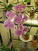 More blooms at my Place-orchids-051-jpg