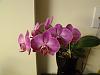 More blooms at my Place-orchids-127-jpg