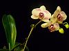 More blooms at my Place-orchids-186-jpg