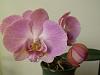 More blooms at my Place-orchids-021-jpg