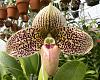 Paph Francisco Freire-paph-francisco-freire-dscn9908-cu-jpg