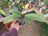 Help for a sick phal - only has aerial roots left-dscn0017-jpg