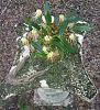 Bulbophyllum vaginatum Full On Bloom-joy1-jpg