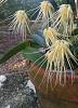 Bulbophyllum vaginatum Full On Bloom-joy2-jpg