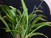 Black spots on Oncidium Sharry Baby leaves-onc-sharry-baby-red-fantasy-1-jpg