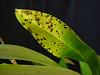 Black spots on Oncidium Sharry Baby leaves-onc-sharry-baby-red-fantasy-3-jpg