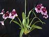 Miltoniopsis culture-mltnps-lennart-karl-gottling-12-1-jpg