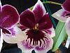 Miltoniopsis culture-mltnps-lennart-karl-gottling-12-2-jpg