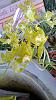 VERY RARE &lt; Oncidium Maculatum ALBA &gt;-altavot8fylryc9iomkhpbcdg2mw1760pm1uojmdwkkvids-jpg