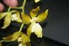 VERY RARE &lt; Oncidium Maculatum ALBA &gt;-img_2174-jpg