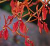 Renanthera id please-renanthera-jpg