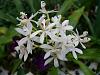 Epidendrum calanthum-epi-calanthum_91-jpg