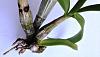 what is wrong with my dendrobium and how to save it?-img_1726-jpg