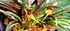 Dryadella zebrina-003-jpg