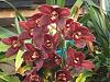 Cymbidiums blooming today, red, orange and green-dsc00503-jpg