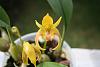 bulbophyllum lowii &quot;cathy's Gold&quot;-bulbolowii1-jpg