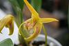 bulbophyllum lowii &quot;cathy's Gold&quot;-bulbolowii2-jpg