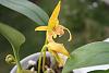 bulbophyllum lowii &quot;cathy's Gold&quot;-bulbolowii3-jpg