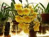 Dendrobium lindley-orchids-352-jpg