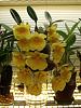 Dendrobium lindley-orchids-362-jpg