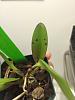 Strange spotting on Cattleya leaves, please help-img_6983-jpg